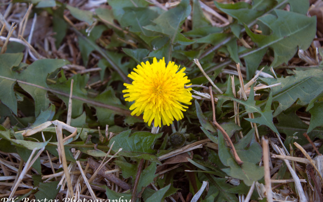 Dandelions Welcome!